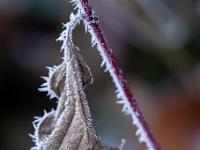 Trockenes Blatt umgeben von Raureifnadeln